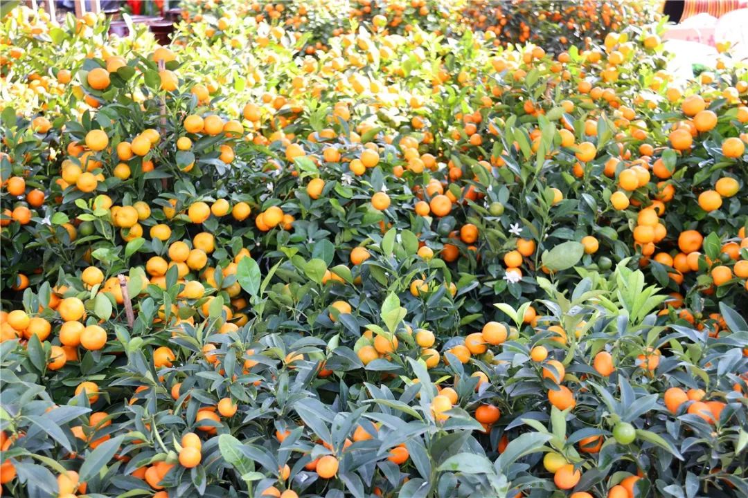 清远清新迎春花市2024年花市,清远2023迎春花市在哪里