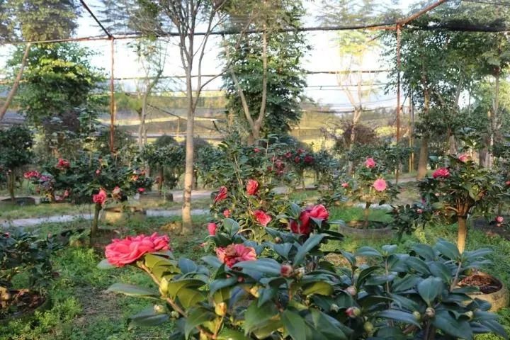 柳城周边游玩景点推荐,柳北旅游推荐