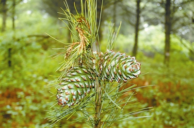 东北红松视频,红松子东北松子