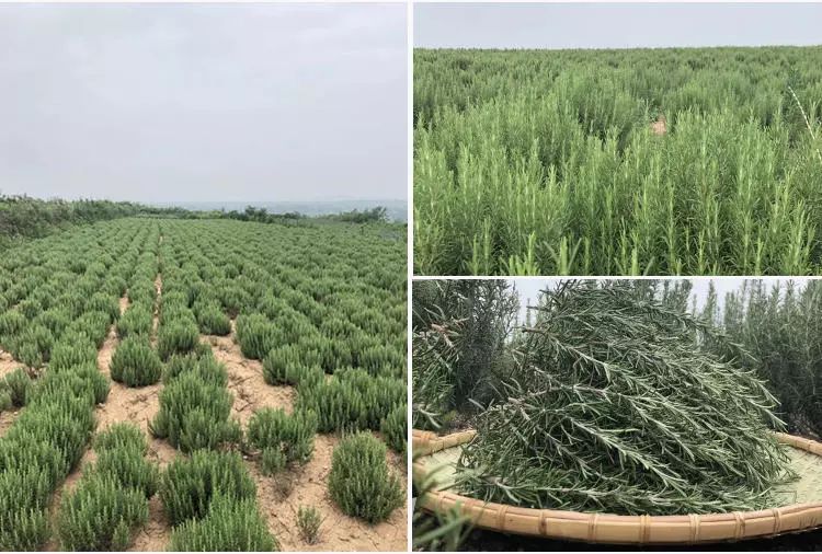 头皮痒头屑多有头螨怎么办,头螨大块头屑怎么治好得快