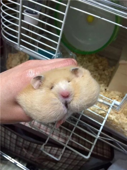 日推网友鼠年仓鼠腮帮子大赛，满屏圆滚滚毛茸茸敲可爱