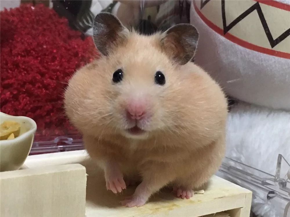 日推网友鼠年仓鼠腮帮子大赛，满屏圆滚滚毛茸茸敲可爱