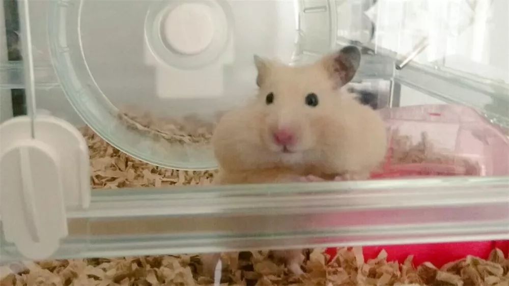 日推网友鼠年仓鼠腮帮子大赛，满屏圆滚滚毛茸茸敲可爱