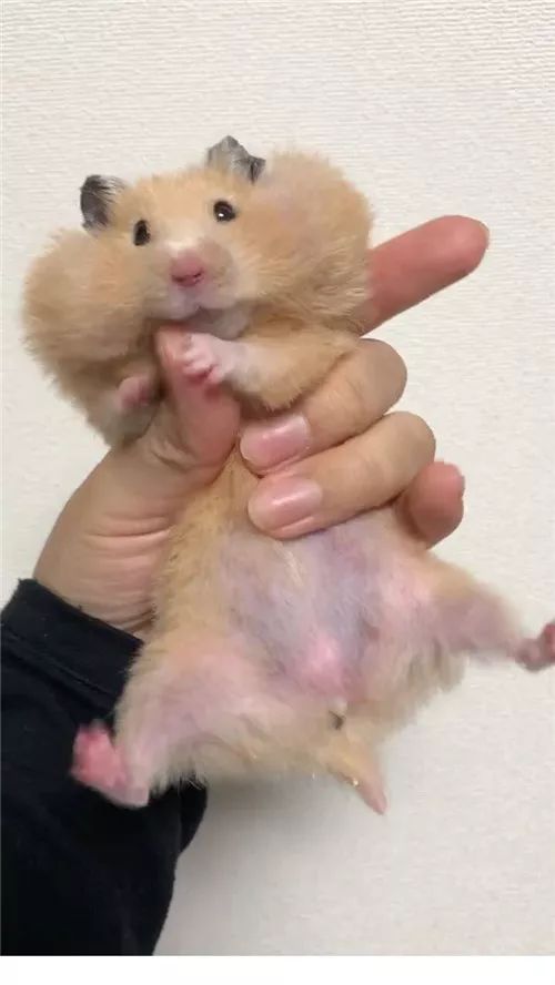 日推网友鼠年仓鼠腮帮子大赛，满屏圆滚滚毛茸茸敲可爱