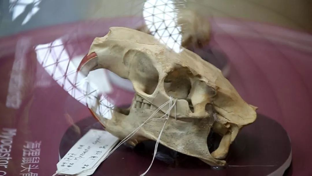 鼠目寸光是什么来历,鼠目寸光是什么原因