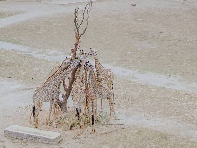 来长隆隆重过大年暖冬游长隆,暖冬游长隆福路通