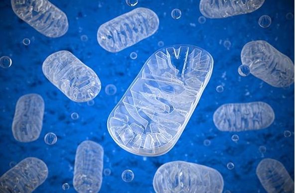 怎么区分红肉白肉和黑肉,红肉白肉和无色肉的区别