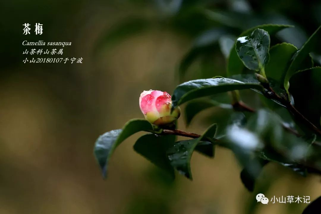 冬天里最美的茶梅,冬日里的茶梅