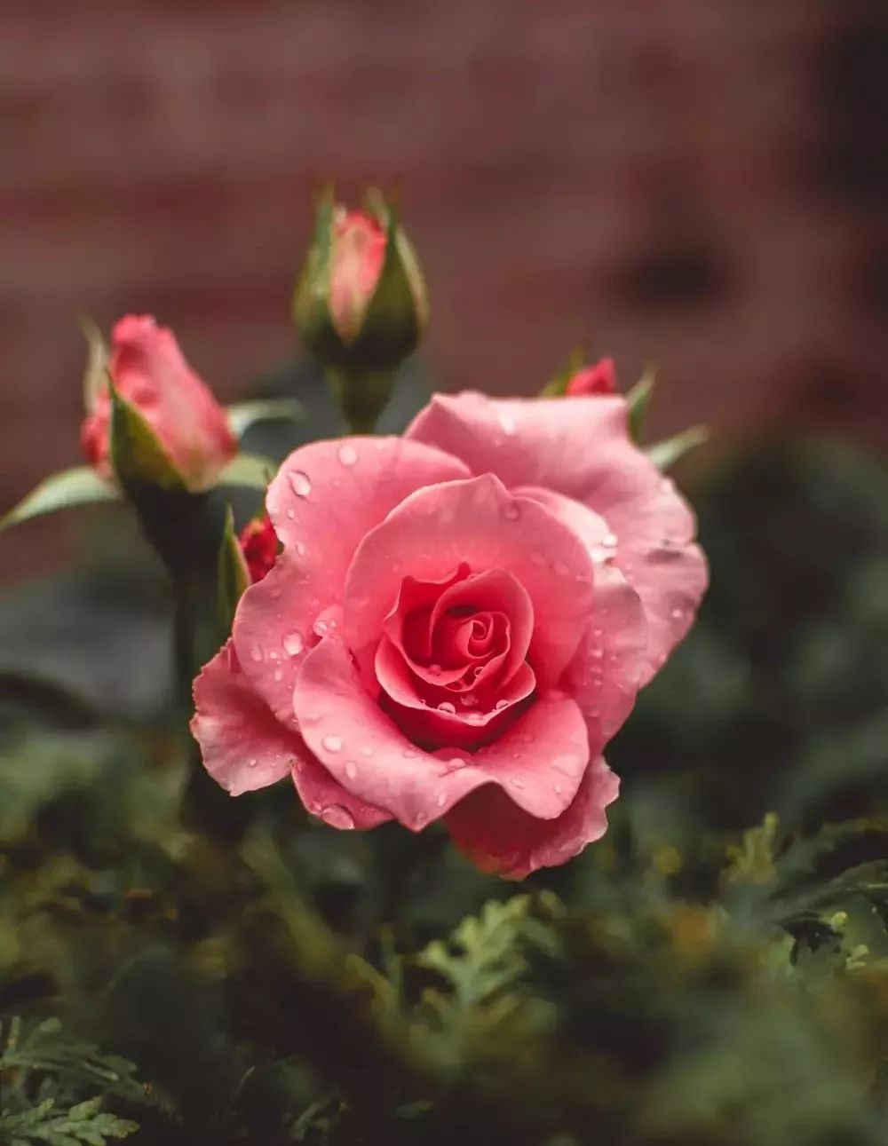 梳发30秒，留香一整天，这把梳子让灵魂充满香气