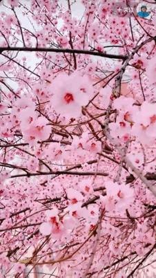 本来想去薅羊毛,却沉迷在这张“活的”地图上……