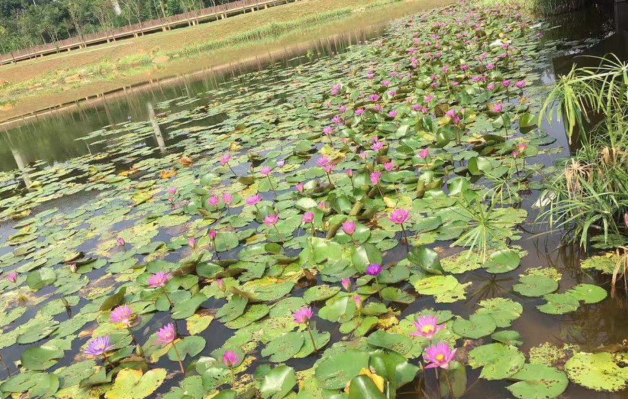 深圳市最新步道,深圳十佳绿道
