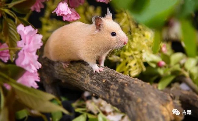 鼠年春晚说鼠,央视科普鼠年说鼠