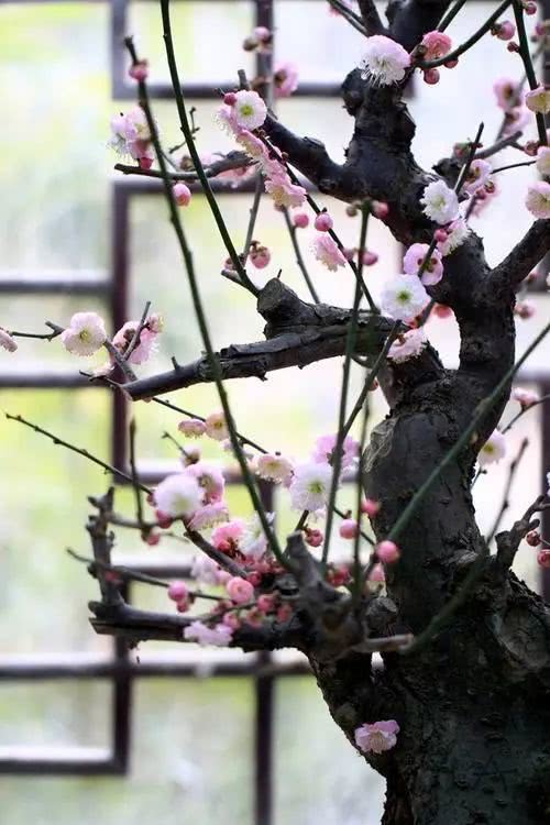 怎么养寒香梅,寒梅的养殖方法