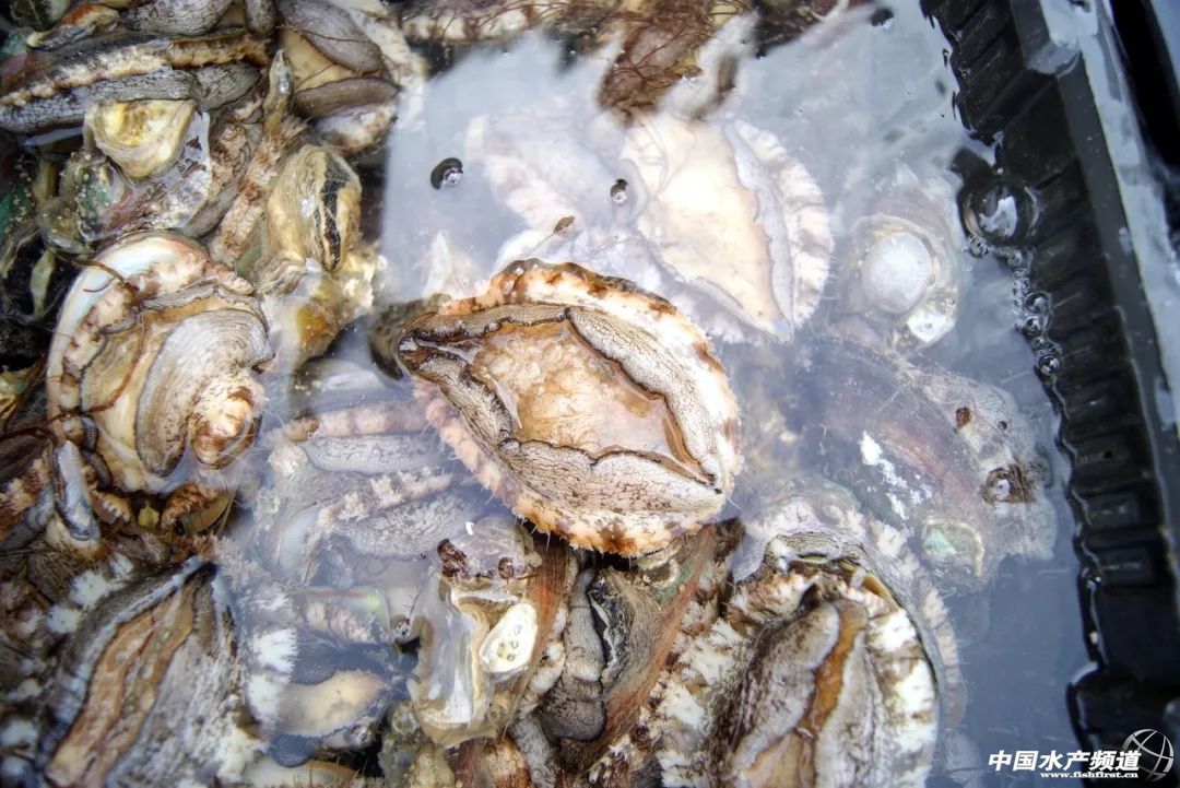 鲍鱼卖出白菜价,25个头的鲍鱼多少钱一只