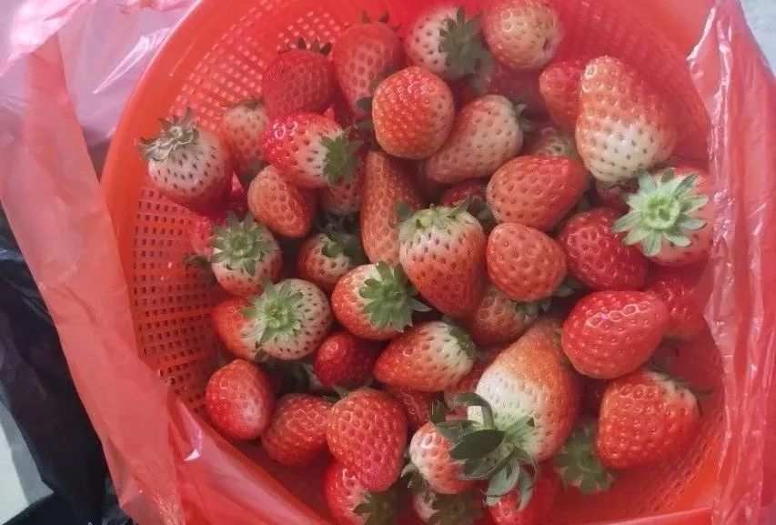 逢车必检逢车必究,逢车必检逢人必测视频