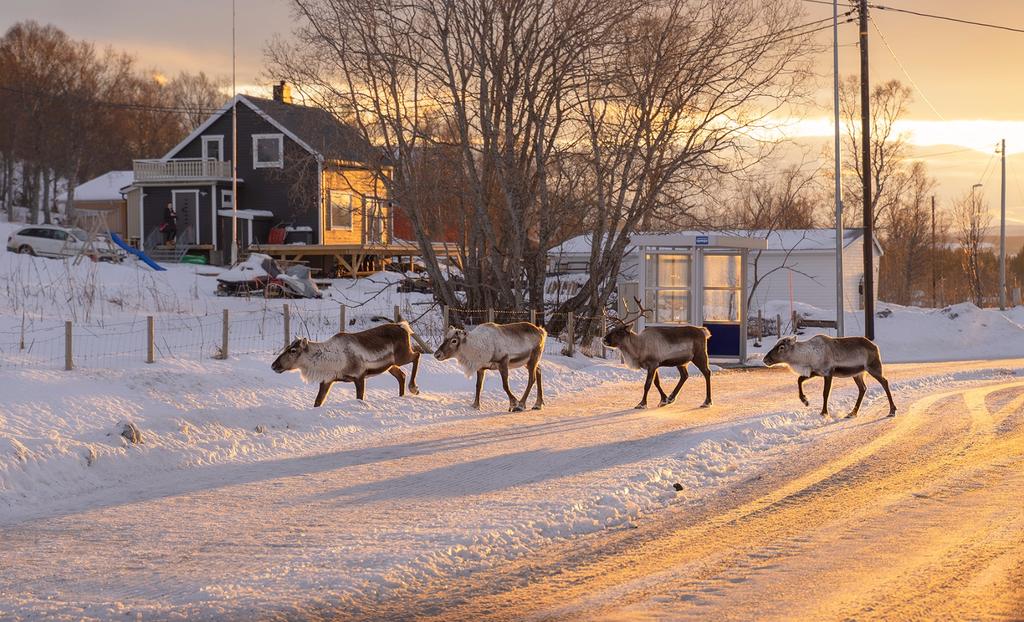 罗弗敦群岛一日游攻略,罗弗敦群岛旅行