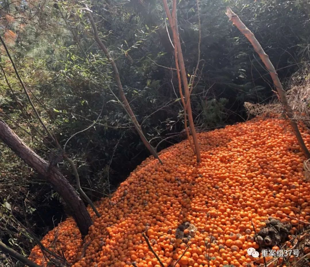 疫情期间贩卖蔬菜,疫情农产品滞销