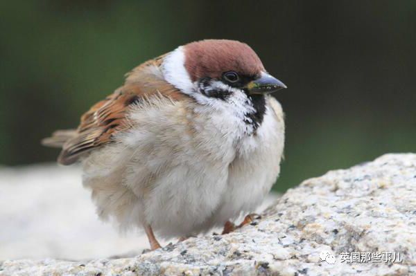 同样是冬天胖成球，凭什么鸟球就这么可爱