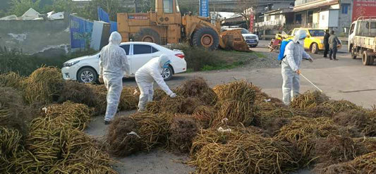 新乐镇大河村：代表代购解民忧防疫生产两不误