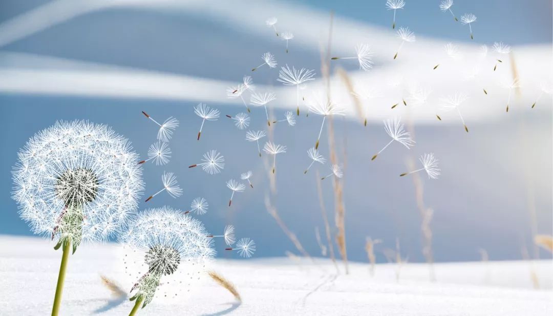 乳腺癌在化疗期间蒲公英可以喝吗,乳腺癌恢复期可以喝蒲公英茶吗