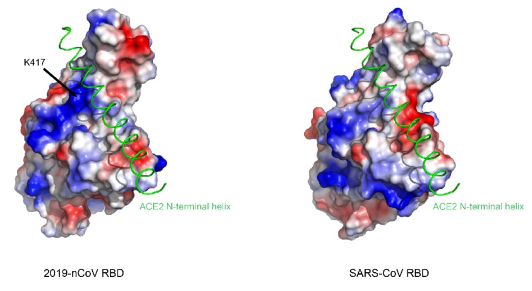 重大突破！西湖大学、清华和中科院三团队，率先解析出新冠病毒S蛋白与人细胞受体ACE2的复合结构