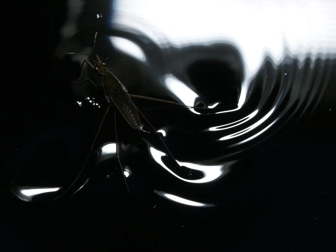 为什么用洗洁精能做出泡泡水,洗洁精水为什么吹不出泡泡