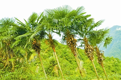 家有千颗棕,家有千棵棕子孙不受穷