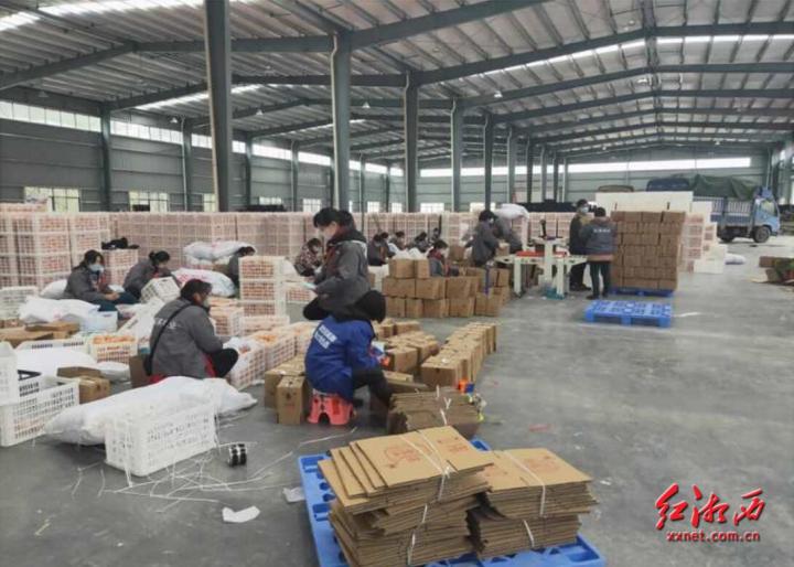 广西全州柑橘销售,石门县柑橘产销量