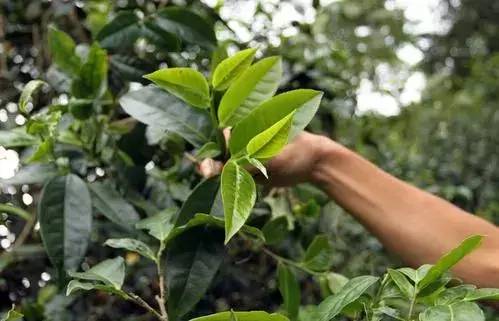 呼噜娃创作原声,呼噜娃完整视频