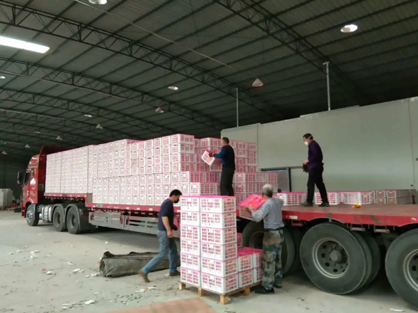 乐山井研春见耙耙柑,乐山井研耙耙柑基地