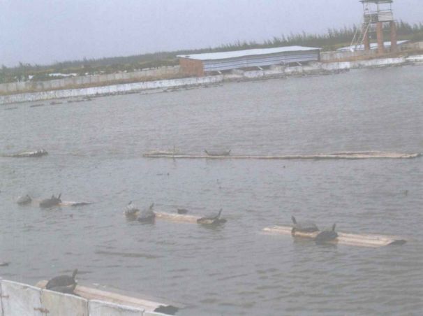 别再冤枉龟鳖蛇了，新冠病毒真不是它们传给人的