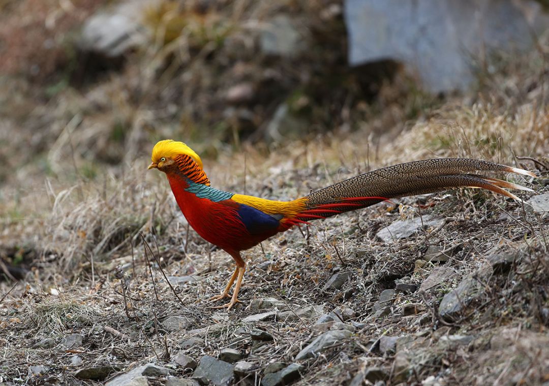 鸡鸡鸡鸡，野生的不能吃吗？是的