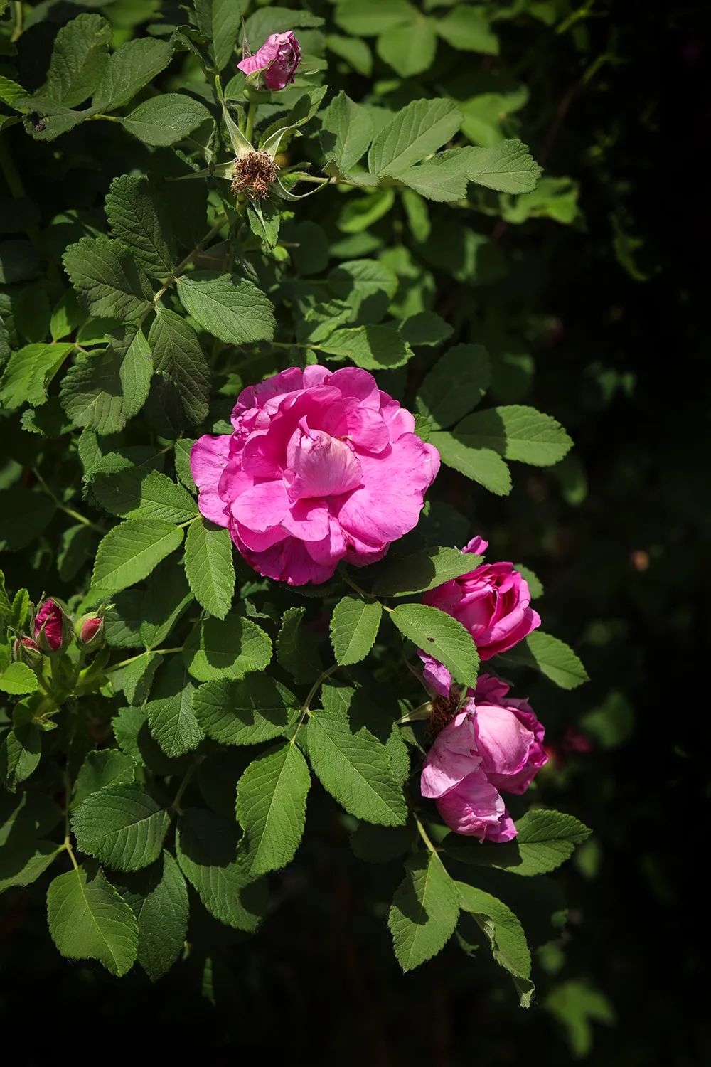 薰衣草：我把虫子都熏跑了，没想到你们竟然想泡我