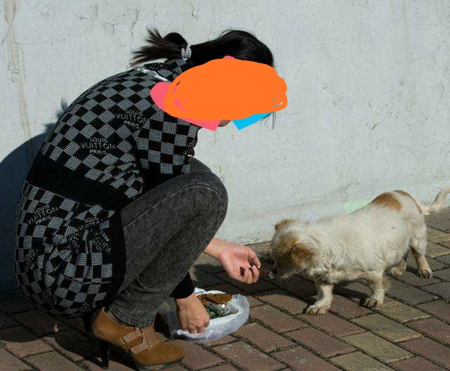 宠物狗被遗弃后能生存吗,碰上被遗弃的狗养不了怎么办