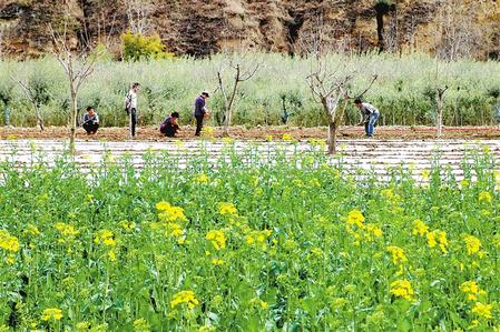 决战决胜脱贫攻坚手抄报内容图文,书写精彩脱贫答卷