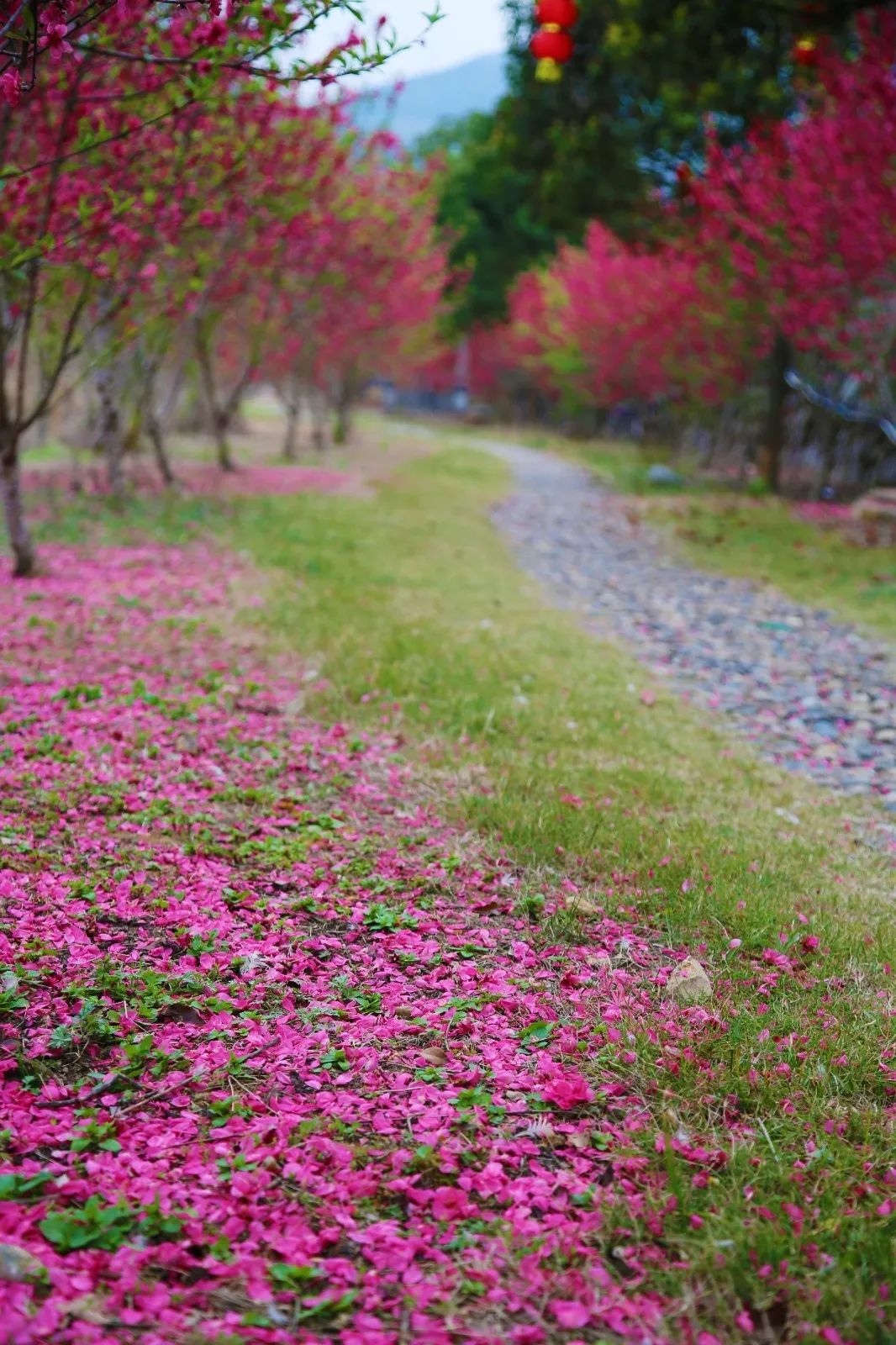 打卡好西乡！桃花胜*光春**，佳人已成双