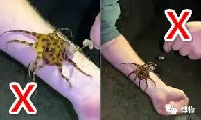 蓝环章鱼为了你到底付出了什么,蓝环章鱼日常