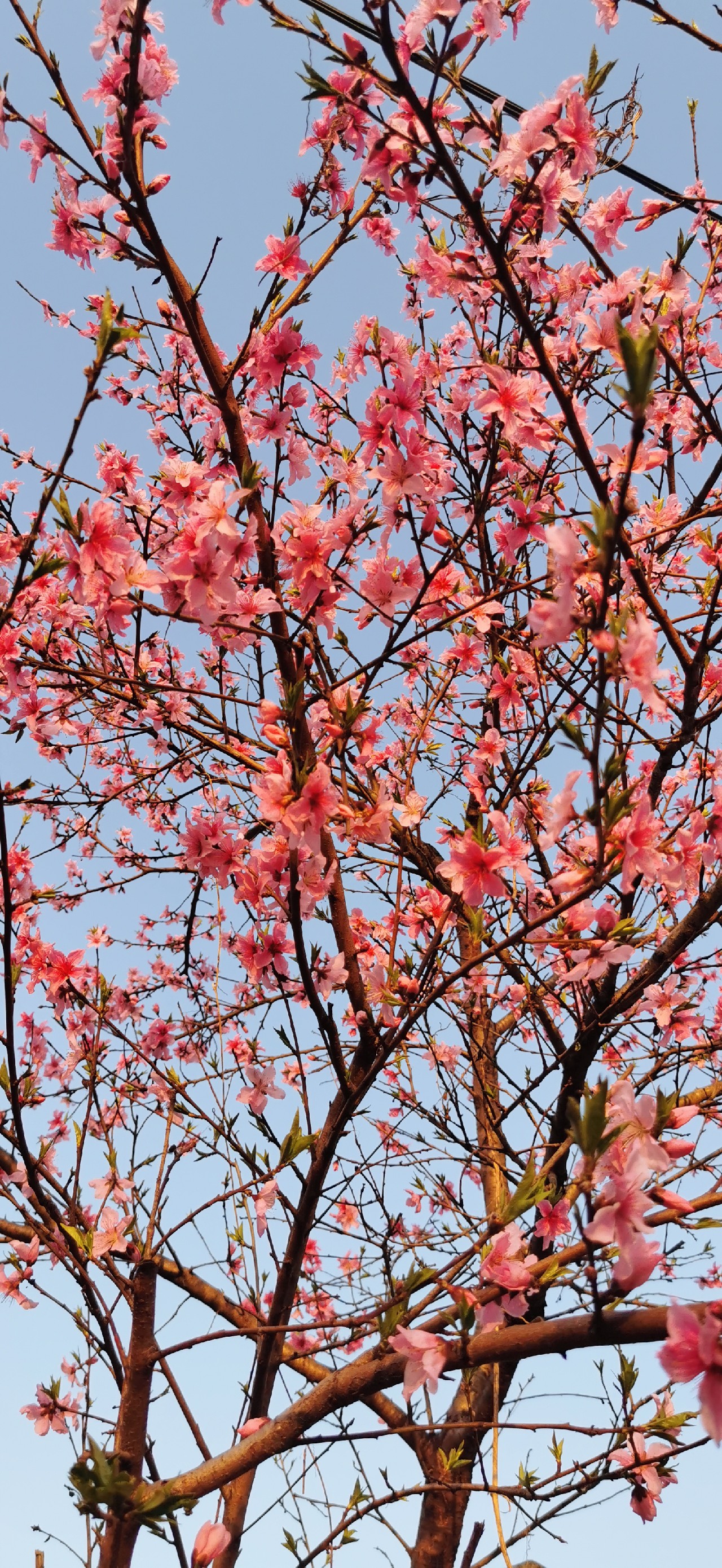 路亚雷强水老鼠,2022路亚雷强视频