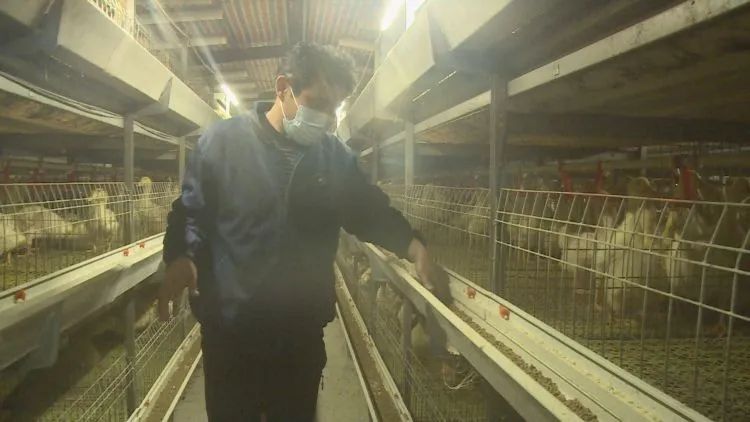 养殖基地变成致富基地，天宫群众养鸭致富