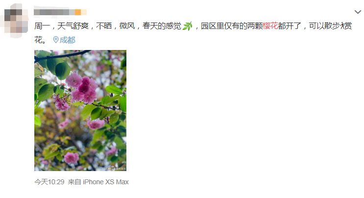 武大樱花雨现场,武大樱花周日还有票吗