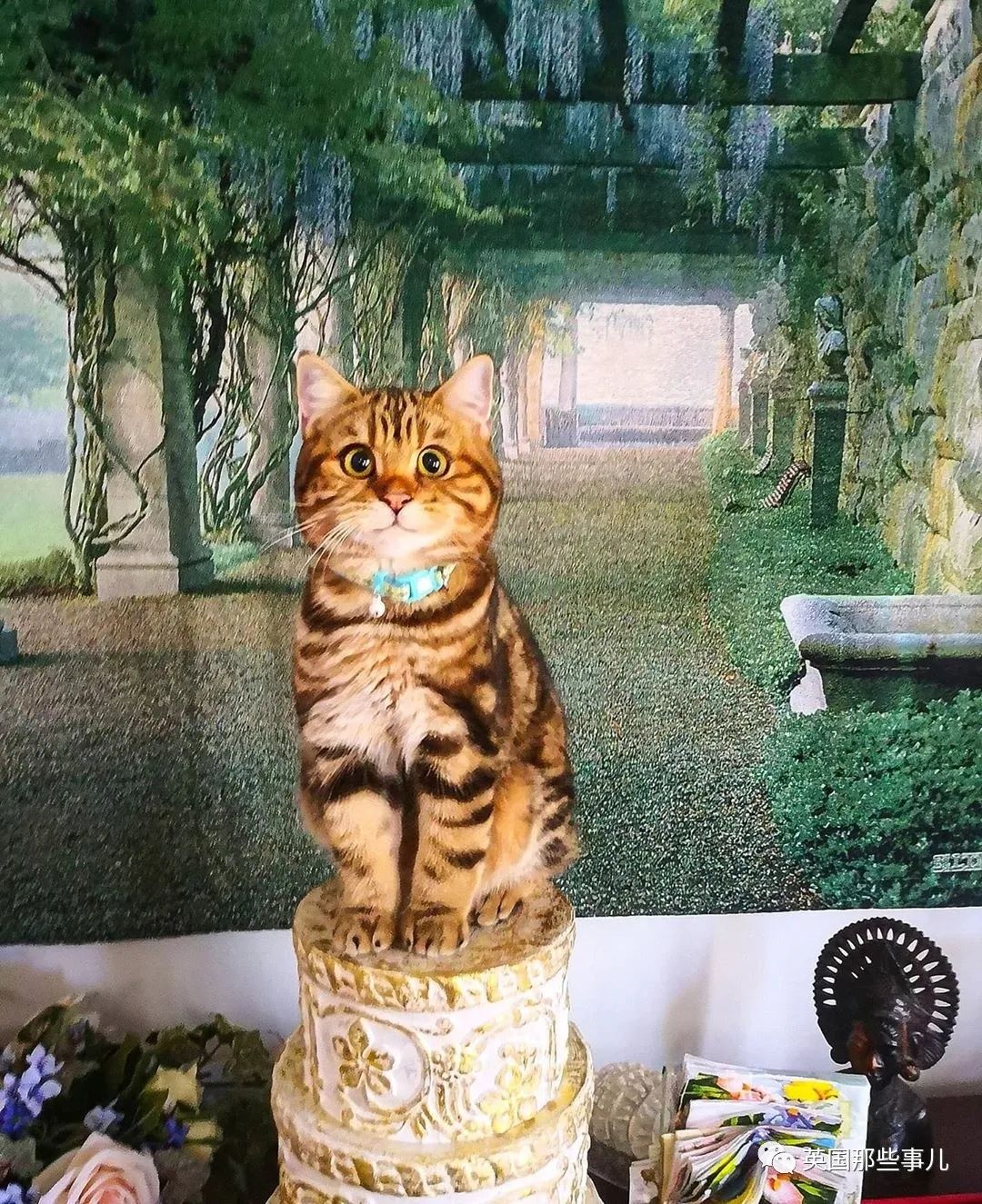 高颜值会笑的橘猫,又可爱又萌萌哒的小橘猫