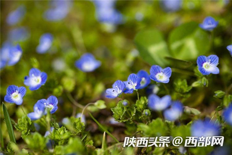 春天里的陕西｜西安思源学院：一起品尝春天的“甜”