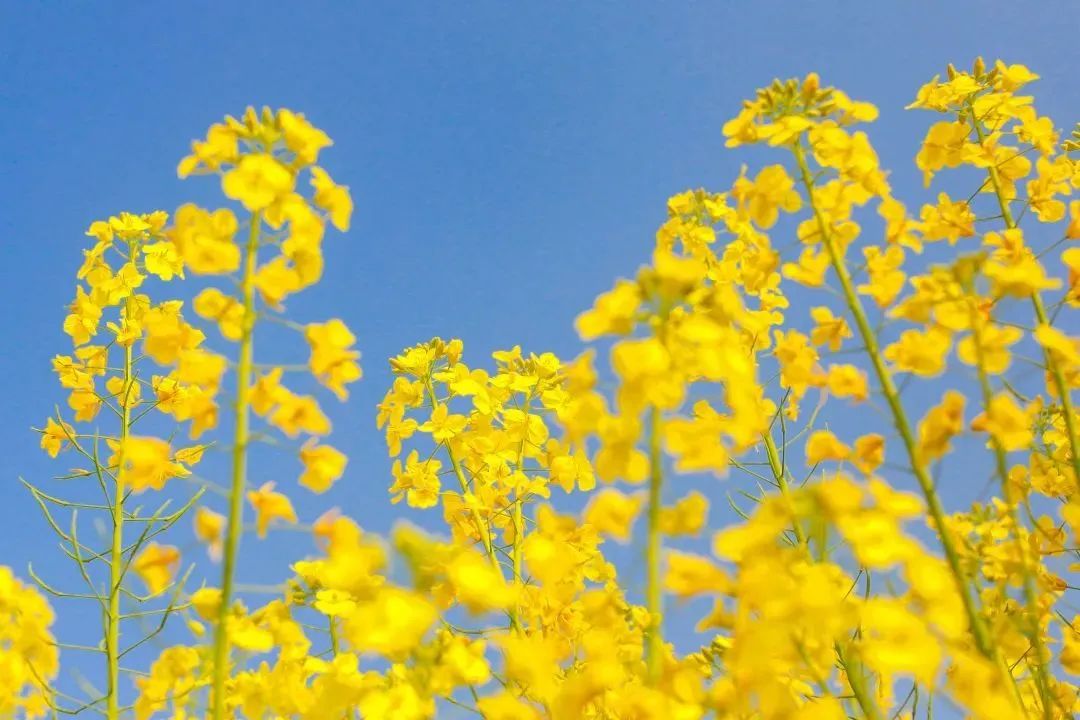 含春的诗句飞花令1-5年级,含春的诗句飞花令100首