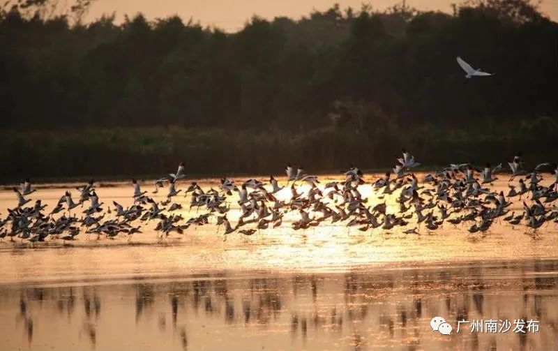 南沙生态田园风光,南沙湿地环境