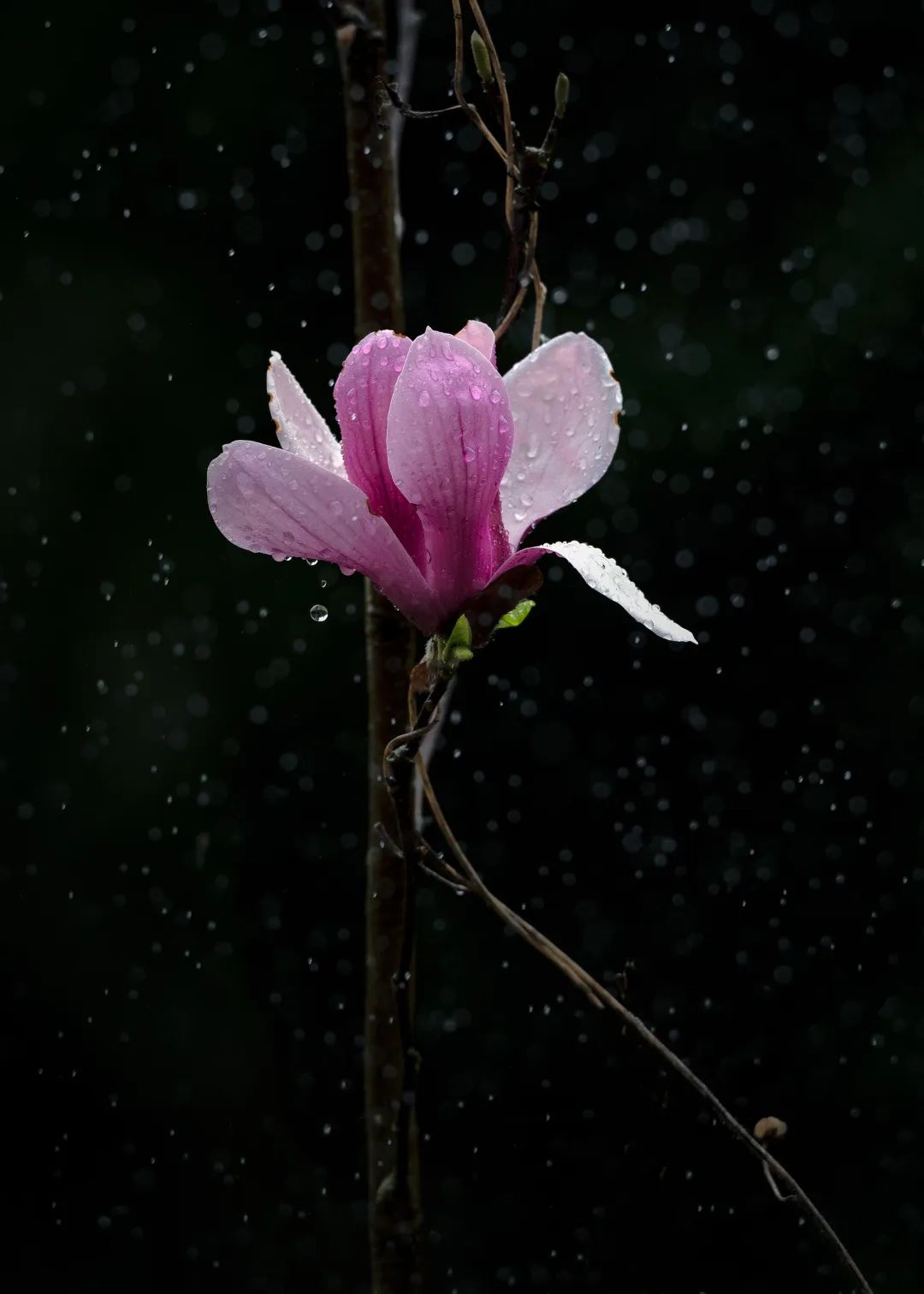 2020春季赏花指南,中国春色,满血复活