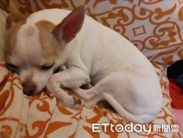 拖把狗玩具视频,拖把狗