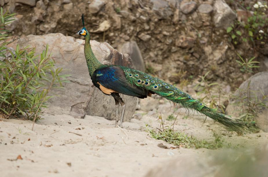 自然之友保护绿孔雀,绿孔雀保护措施