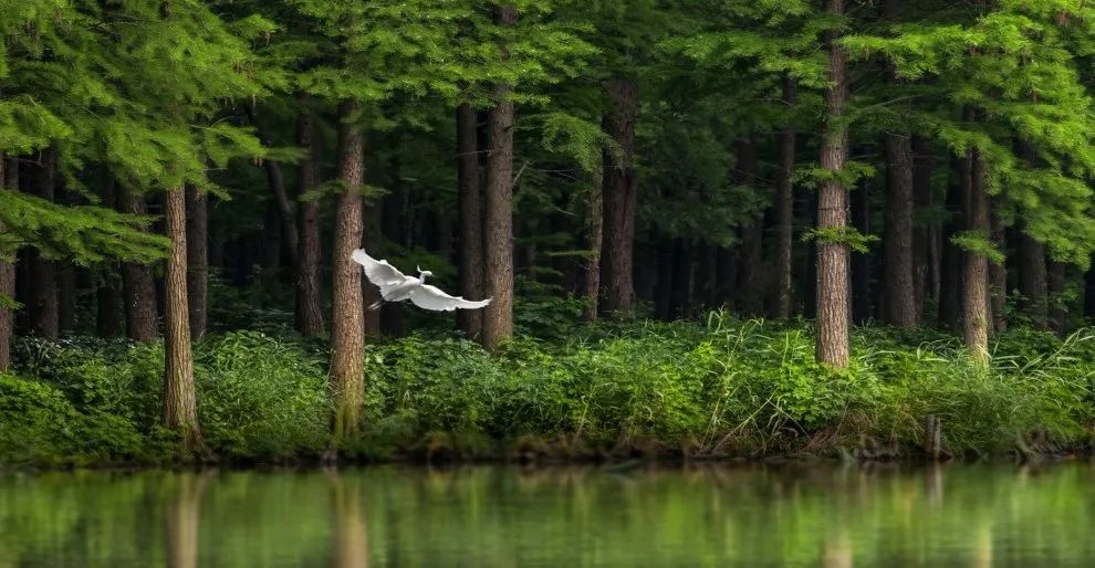 兴化千垛菜花攻略,兴化千垛菜花有多美