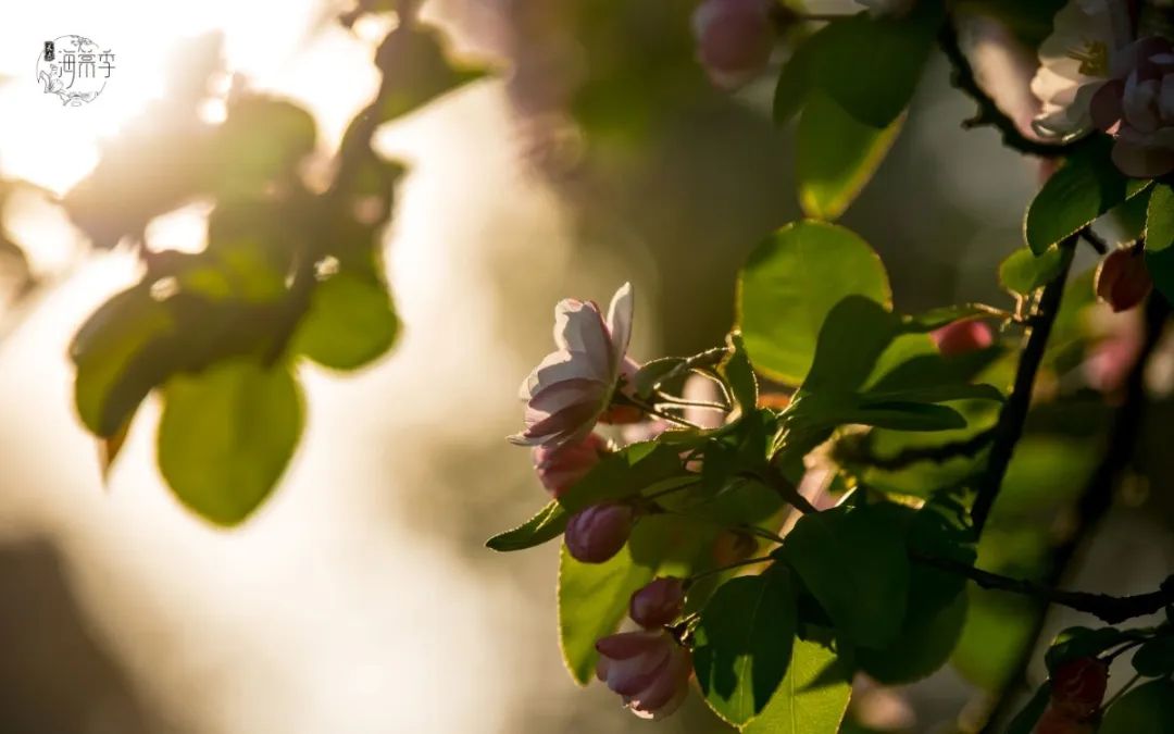 大海棠壁纸,大小海棠手机壁纸