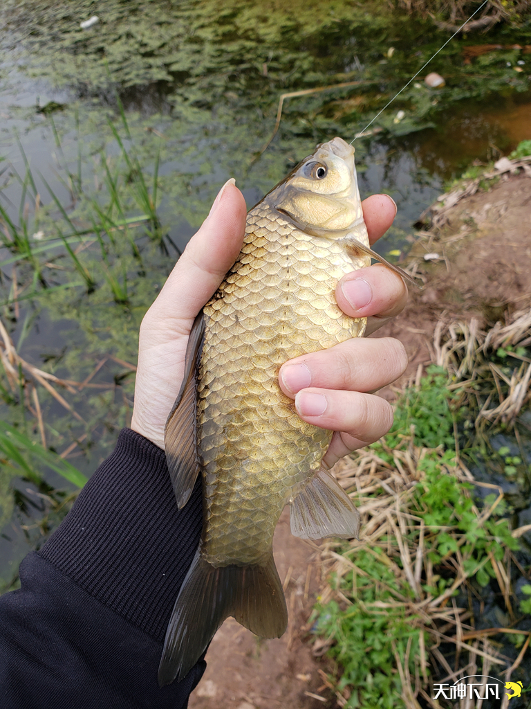 凤凰涅盘浴火重生对火的崇拜,凤凰涅盘浴火重生需要的是勇气